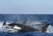 blue and white whales