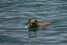 a dog swimming in a body of water