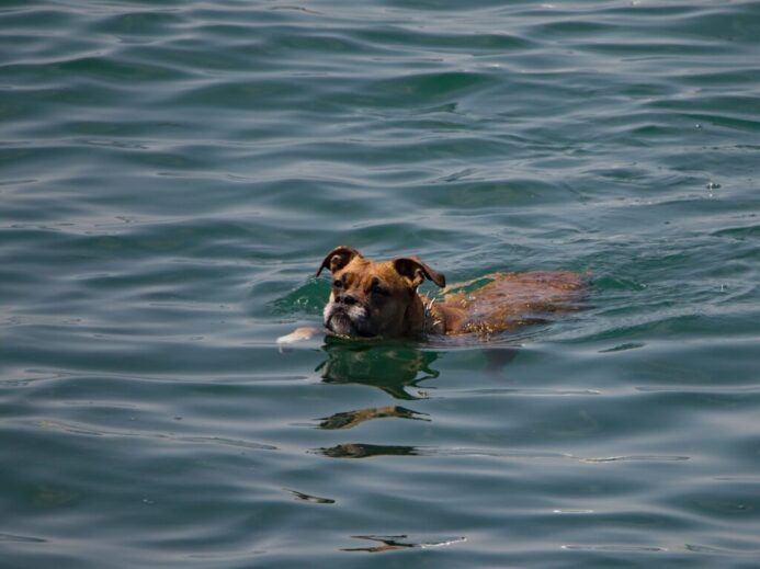 a dog swimming in a body of water