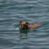 a dog swimming in a body of water