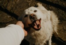 a white dog is being petted by a person