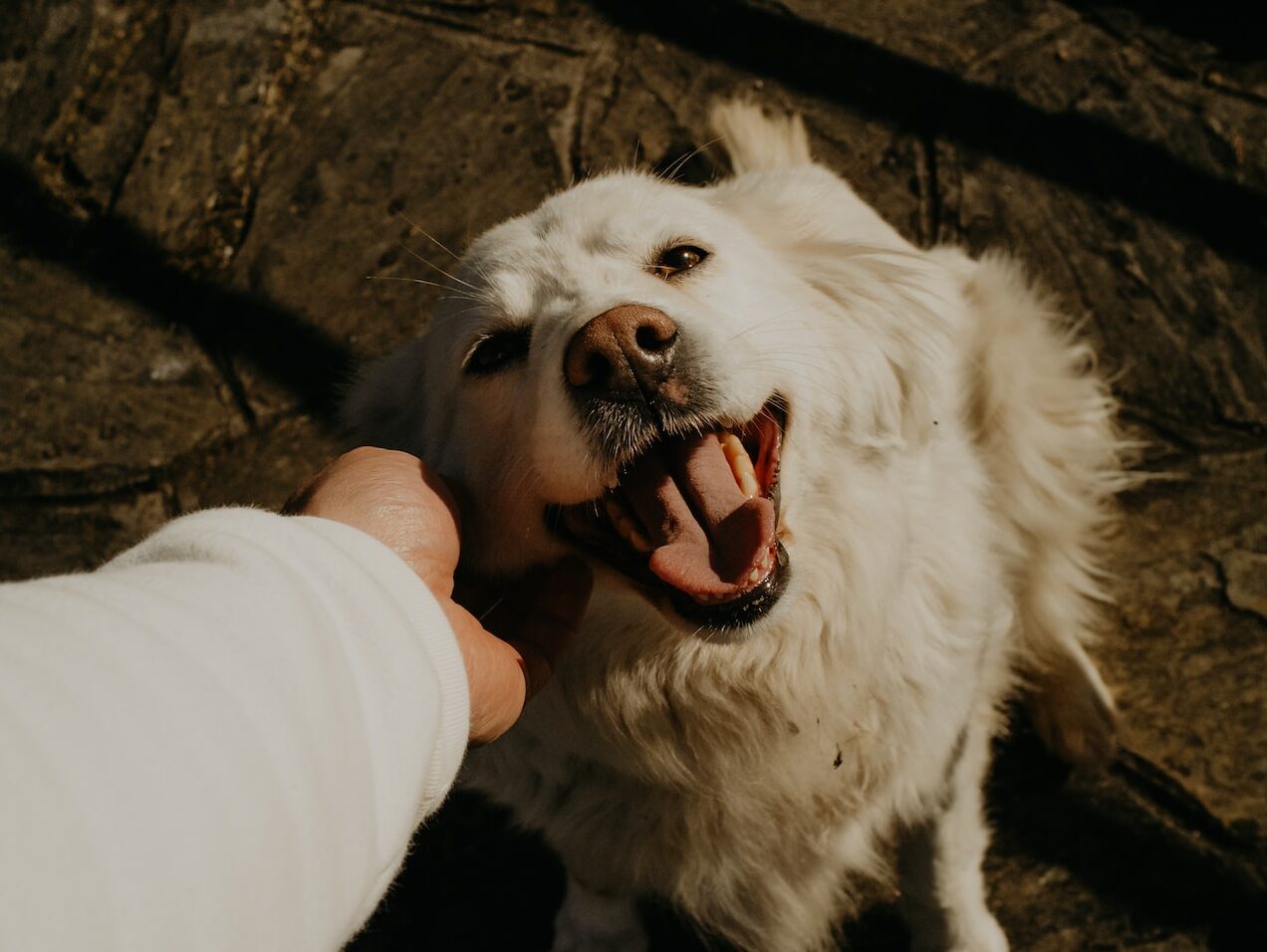 a white dog is being petted by a person