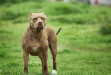 a dog standing in a grassy area