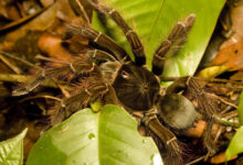 Theraphosa blondi