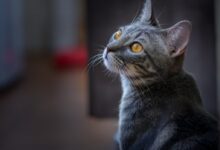 selective focus photography of gray cat