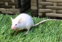 Pet lab mouse in the grass