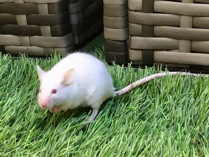 Pet lab mouse in the grass