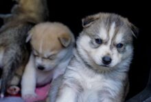 white and brown siberian husky puppy