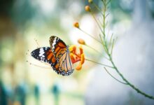 monarch butterfly perched on orange flower in close up photography during daytime