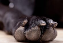 black paw