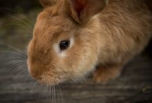 brown rabbit in shallow focus
