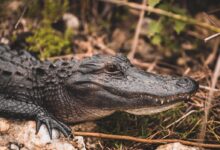 black crocodile at daytime