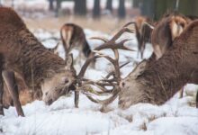 two deer fighting at middle of forest