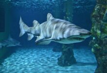 gray shark underwater