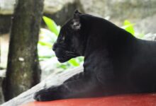 black panther