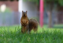 brown squirrel on green grass during daytime