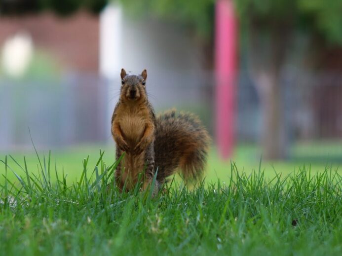 brown squirrel on green grass during daytime