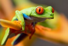 selective photography of red-eyed tree frog