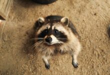 brown raccoon on dirt ground