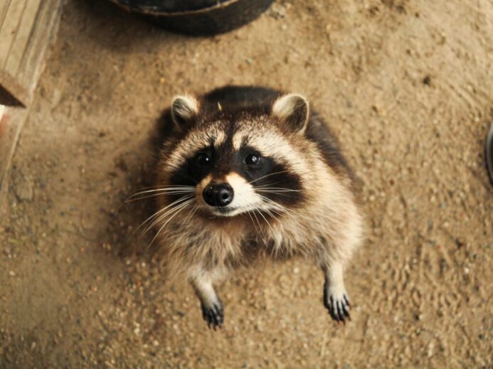 brown raccoon on dirt ground