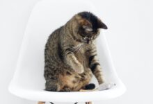 brown tabby cat sitting on bar stool