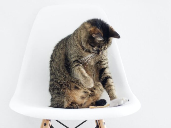 brown tabby cat sitting on bar stool