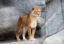 brown lion standing on gray rocky mountain