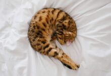 short-fur brown and black cat