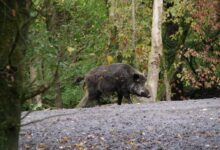 black 4 legged animal on gray concrete road during daytime