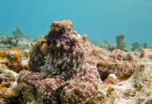 selective focus photography of octopus