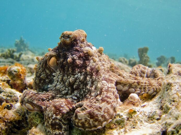 selective focus photography of octopus