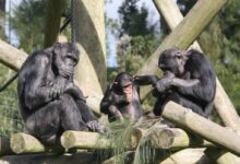 three grey monkey close-up photography