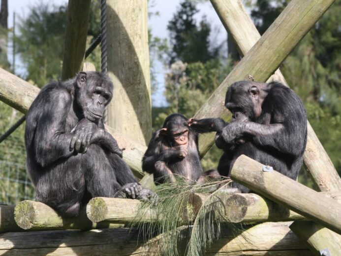 three grey monkey close-up photography