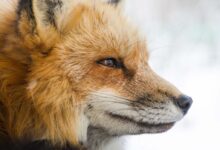 closeup photo of fox