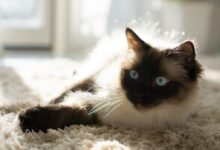 Himalayan cat lying on fleece