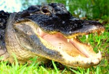 black crocodile on green grass during daytime