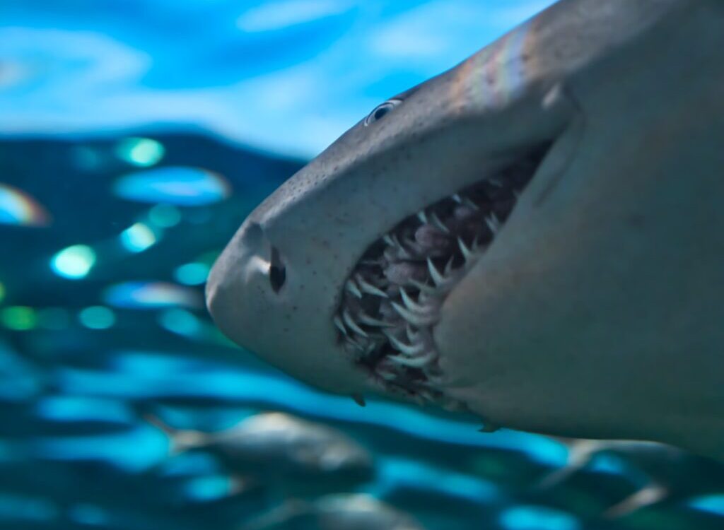 closeup photo of gray shark