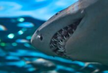 closeup photo of gray shark