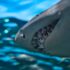 closeup photo of gray shark