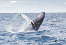 photography of whale