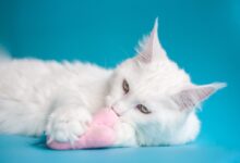 white cat lying on teal textile