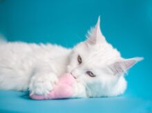 white cat lying on teal textile