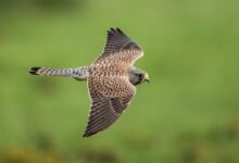 hawk soaring near grass during daytime