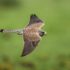 hawk soaring near grass during daytime