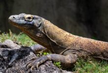 brown and black lizard on gray rock