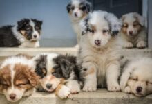 four assorted-color puppies on window