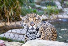 leopard lying on gray rock