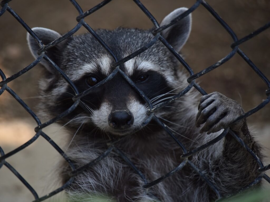 - NeposlušnéTlapky a raccoon behind a fence looking at the camera