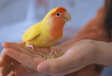 yellow and orange parrot