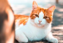 orange tabby cat on ground